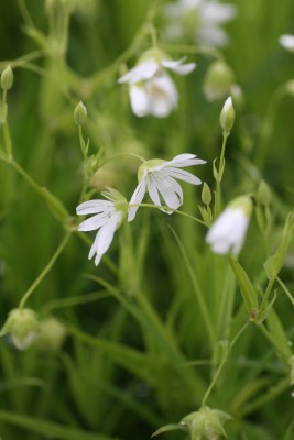 Bild von Stellaria holostea