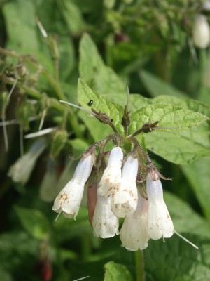 Bild von Symphytum grandiflorum Hidcote Blue