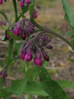 Bild von Symphytum officinale Moulin Rouge