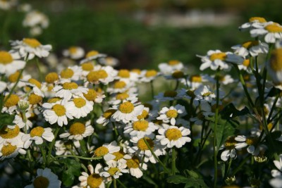 Bild von Tanacetum balsamita