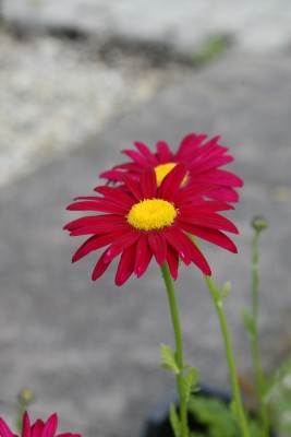 Bild von Tanacetum coccineum E.M.Robinson