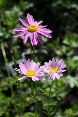 Bild von Tanacetum coccineum Robinsons Rosa