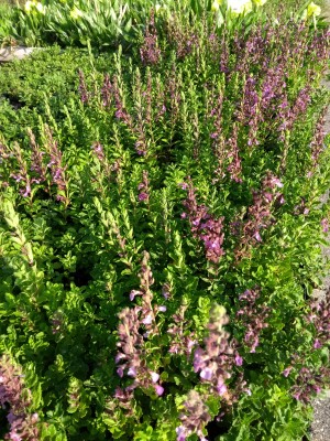 Bild von Teucrium chamaedrys