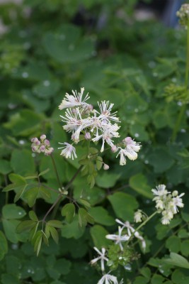 Bild von Thalictrum aquilegifolium Album