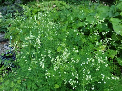 Bild von Thalictrum delavayi Splendide White