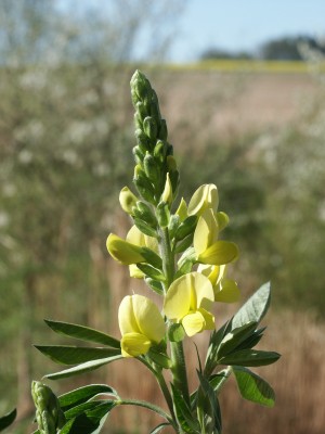 Bild von Thermopsis lanceolata