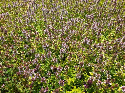 Bild von Thymus x-citriodorus Golden-Dwarf