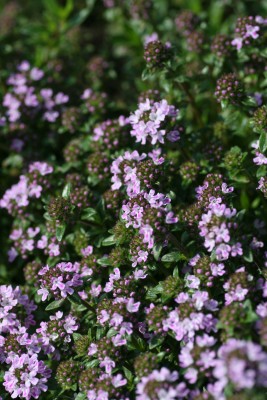 Bild von Thymus longicaulus ssp.odoratus