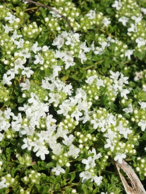 Bild von Thymus praecox Albiflorus