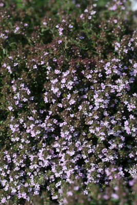 Bild von Thymus vulgaris Duftkissen