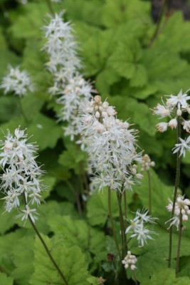 Bild von Tiarella cordifolia Moorgrün