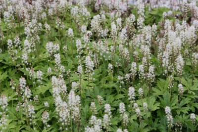 Bild von Tiarella x-cult. Skeleton Key