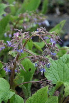 Bild von Trachystemon orientale