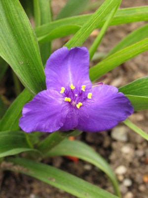 Bild von Tradescantia x-anders. Zwanenburg Blue