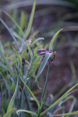 Bild von Tradescantia ohiensis Red Grape