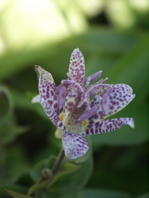 Bild von Tricyrtis hirta