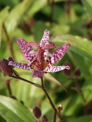 Bild von Tricyrtis maculata