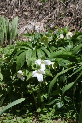 Bild von Trillium grandiflorum