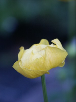 Bild von Trollius x-cult. Helios