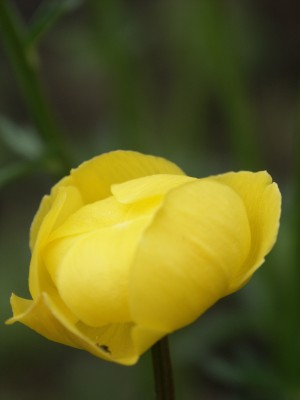 Bild von Trollius europaeus