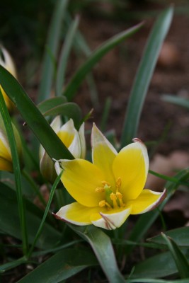 Bild von Tulipa tarda