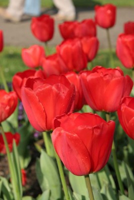 Bild von Tulipa  Parade