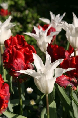 Bild von Tulipa  Ronaldo