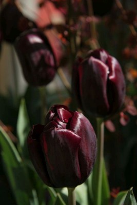 Bild von Tulipa  Queen-of-Night