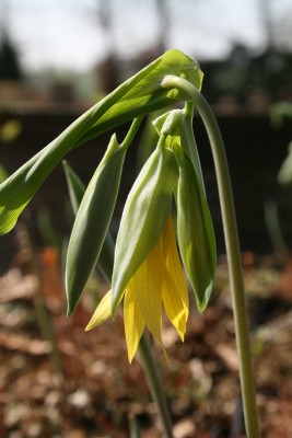 Bild von Uvularia grandiflora