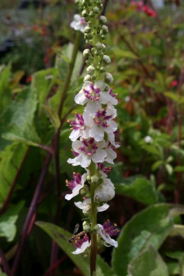 Bild von Verbascum nigrum Album