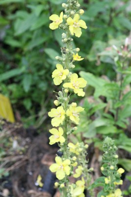 Bild von Verbascum olympicum