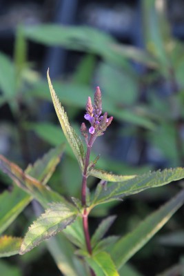 Bild von Verbena hastata Blue Spires