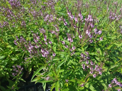 Bild von Verbena hastata Pink Spires