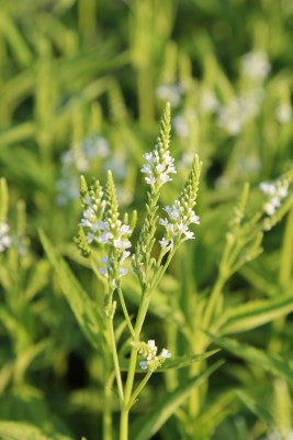 Bild von Verbena hastata White Spires