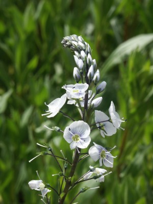 Bild von Veronica gentianoides