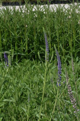 Bild von Veronica longifolia Blue John