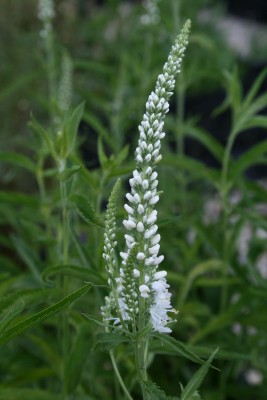 Bild von Veronica longifolia Schneeriesin