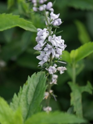 Bild von Veronica longifolia Lila-Karina