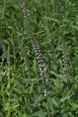 Bild von Veronica longifolia Pink Damask