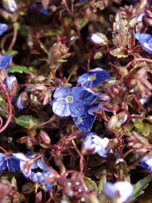 Bild von Veronica peduncularis Georgia Blue