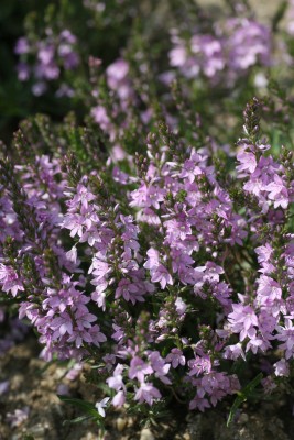 Bild von Veronica prostrata Rosea