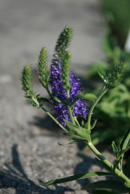 Bild von Veronica spicata Blaufuchs