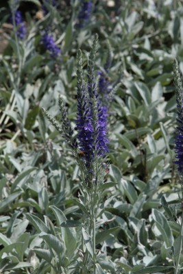 Bild von Veronica spicata Silberteppich