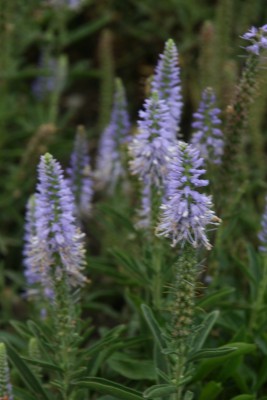 Bild von Veronica spicata-nana Blauteppich