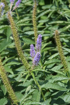 Bild von Veronicastrum japonicum Apollo