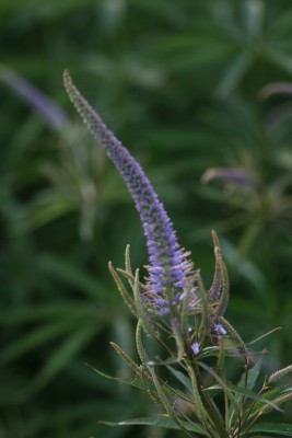 Bild von Veronicastrum sibiricum Amethyst