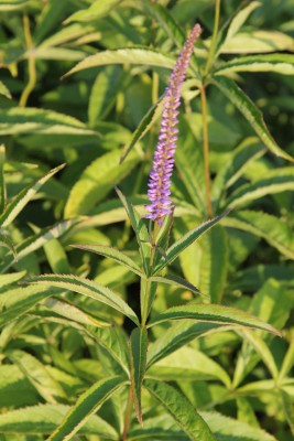 Bild von Veronicastrum virginicum