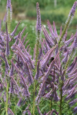 Bild von Veronicastrum virginicum Fascination