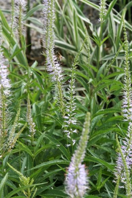 Bild von Veronicastrum virginicum Lavendelturm