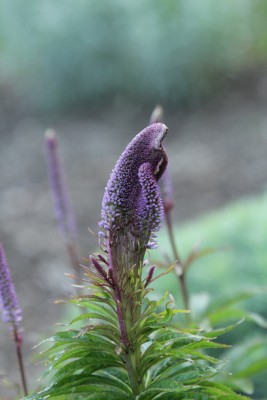 Bild von Veronicastrum virginicum Red Arrows